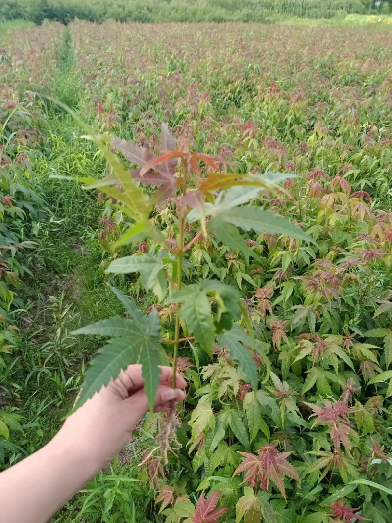 【枫树】青枫青枫苗苗圃直发量大从优提供技术支持