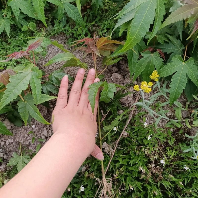 【枫树】青枫青枫苗苗圃直发量大从优提供技术支持