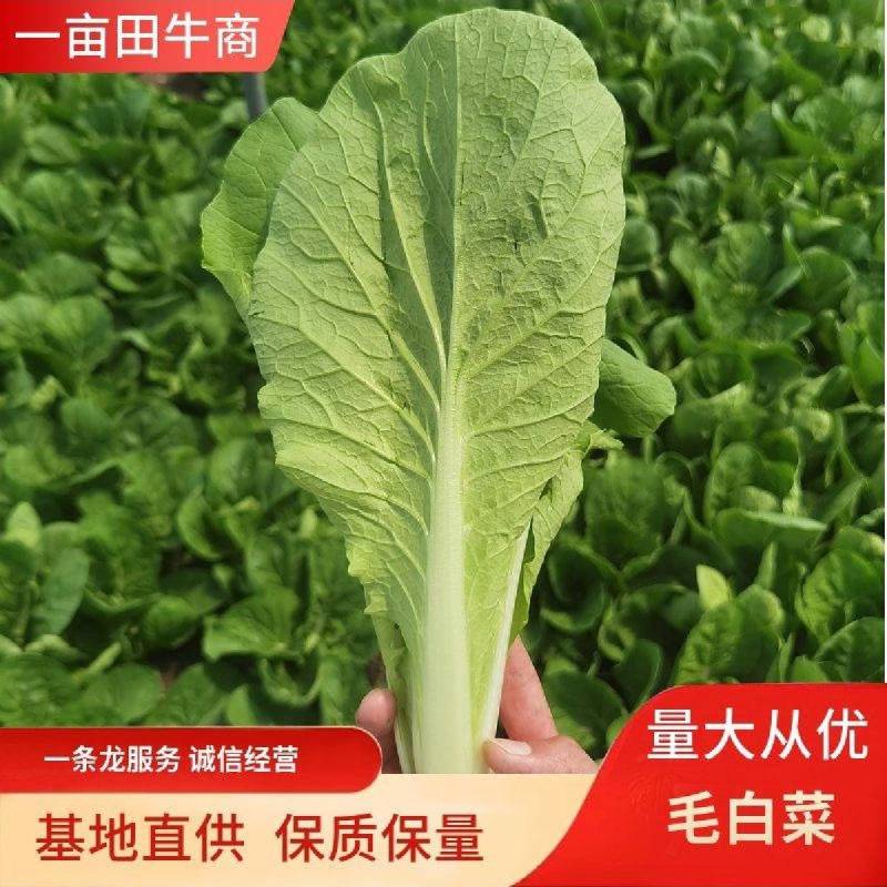 毛白菜万亩直供