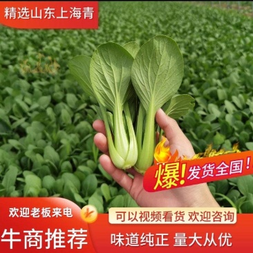上海青万亩直供