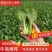 上海青万亩直供