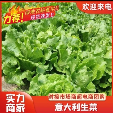 生菜万亩直供