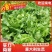 生菜万亩直供