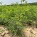 酸枣苗,晋酸三号药用基地直发保质保量供货对接全国