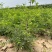 酸枣苗,晋酸三号药用基地直发保质保量供货对接全国