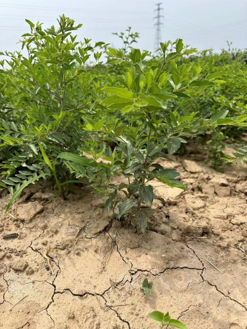 酸枣苗，晋酸三号药用基地直发保质保量供货对接全国