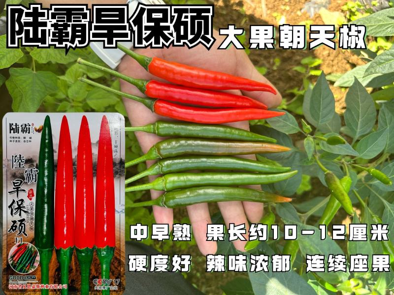 陆霸旱保硕小米椒种子进口品种单生品种
