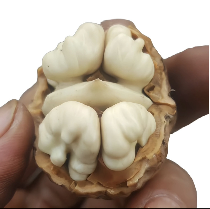 云南薄皮核桃，高海拔老树薄皮核桃，2024年新果