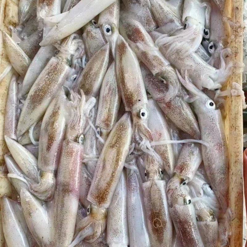 鱿鱼