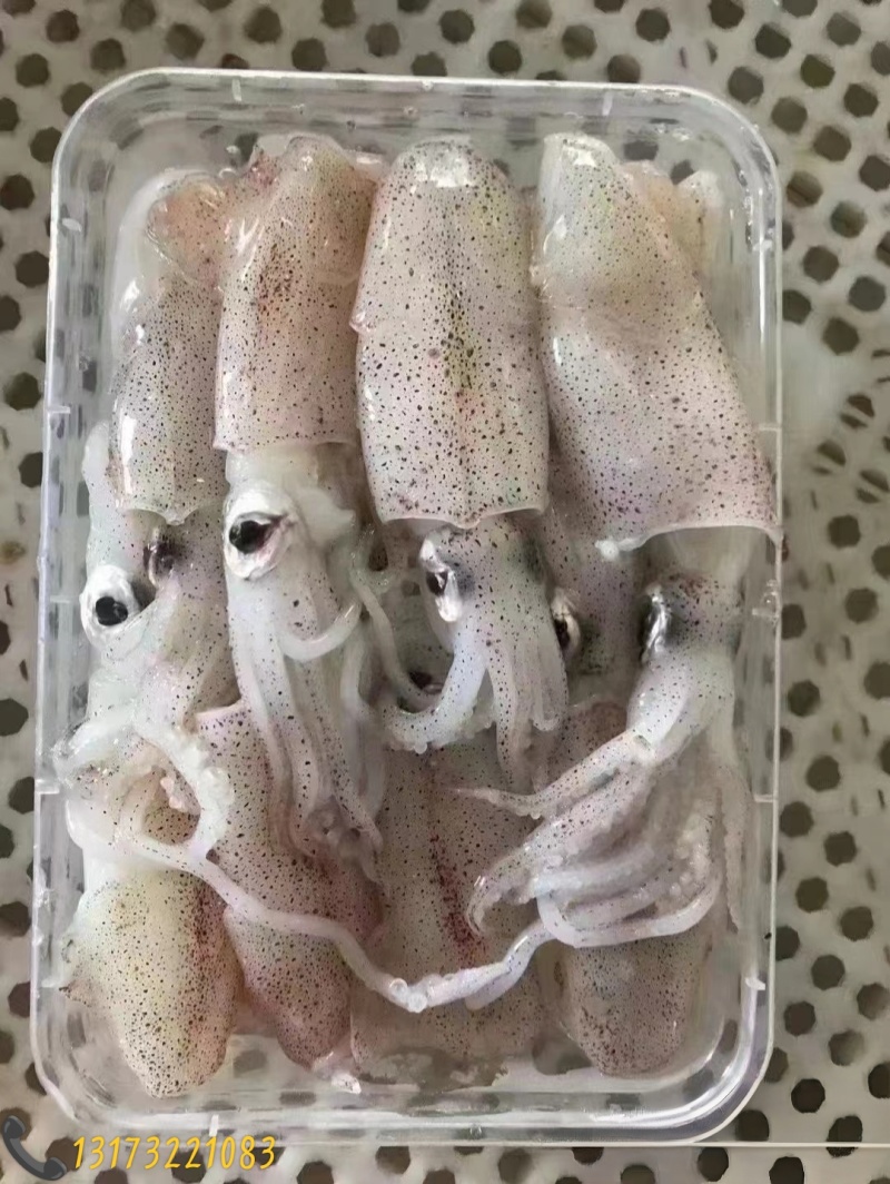 鱿鱼