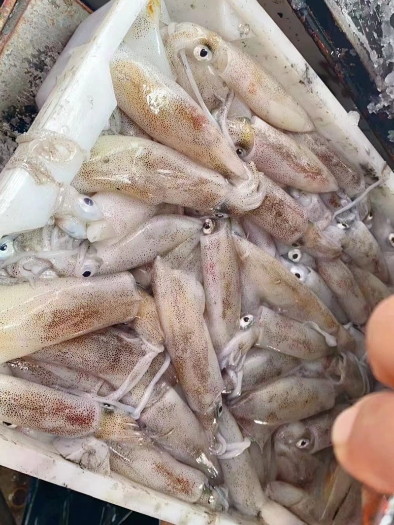 鱿鱼