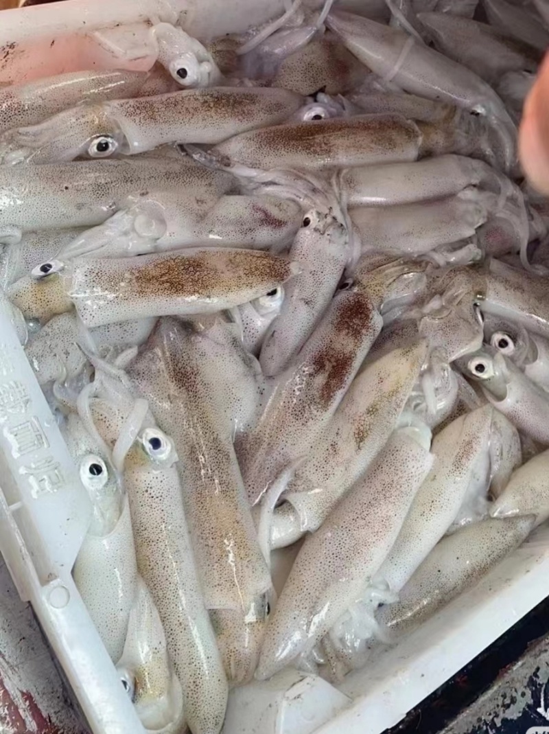 鱿鱼