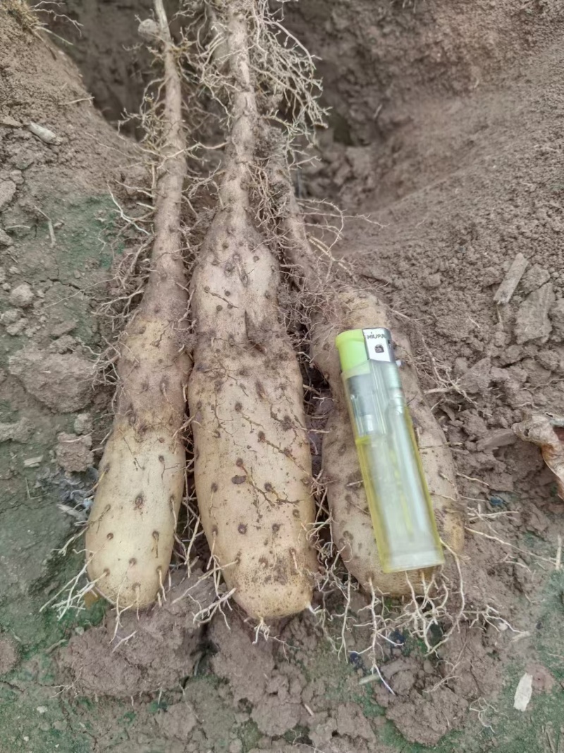 优质白玉山药原种豆苗，白玉山药原种