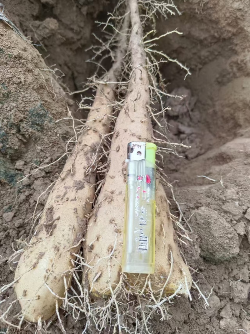 优质白玉山药原种豆苗，白玉山药原种