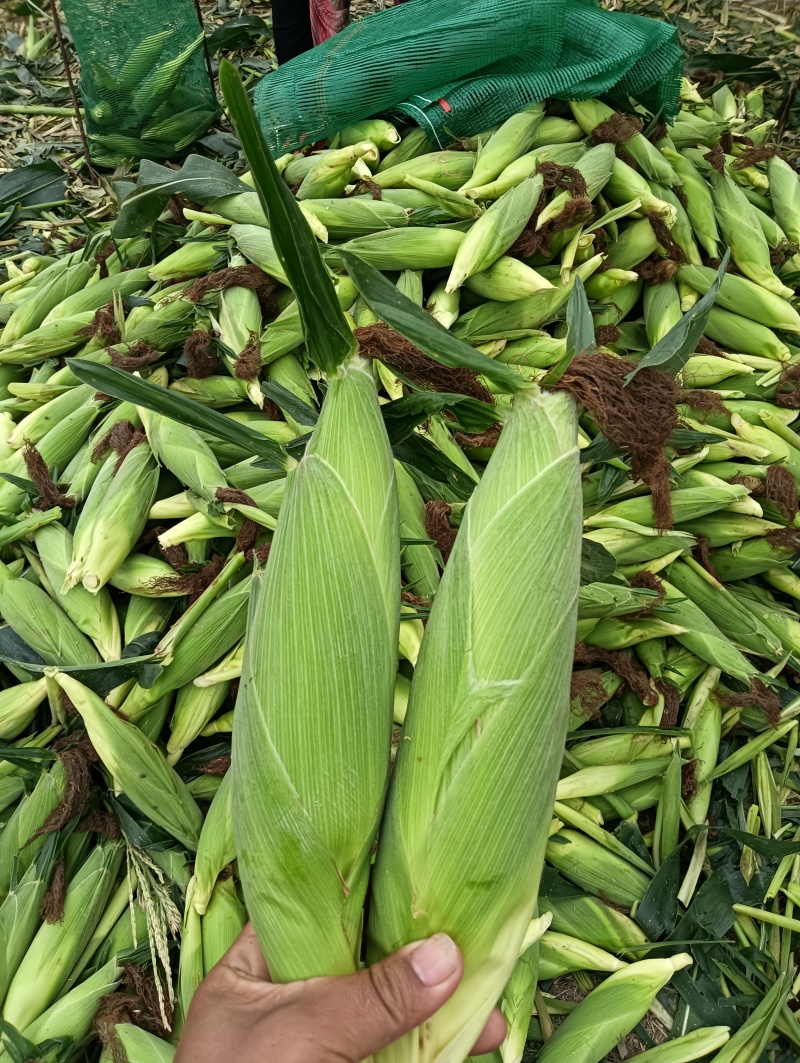 水果玉米