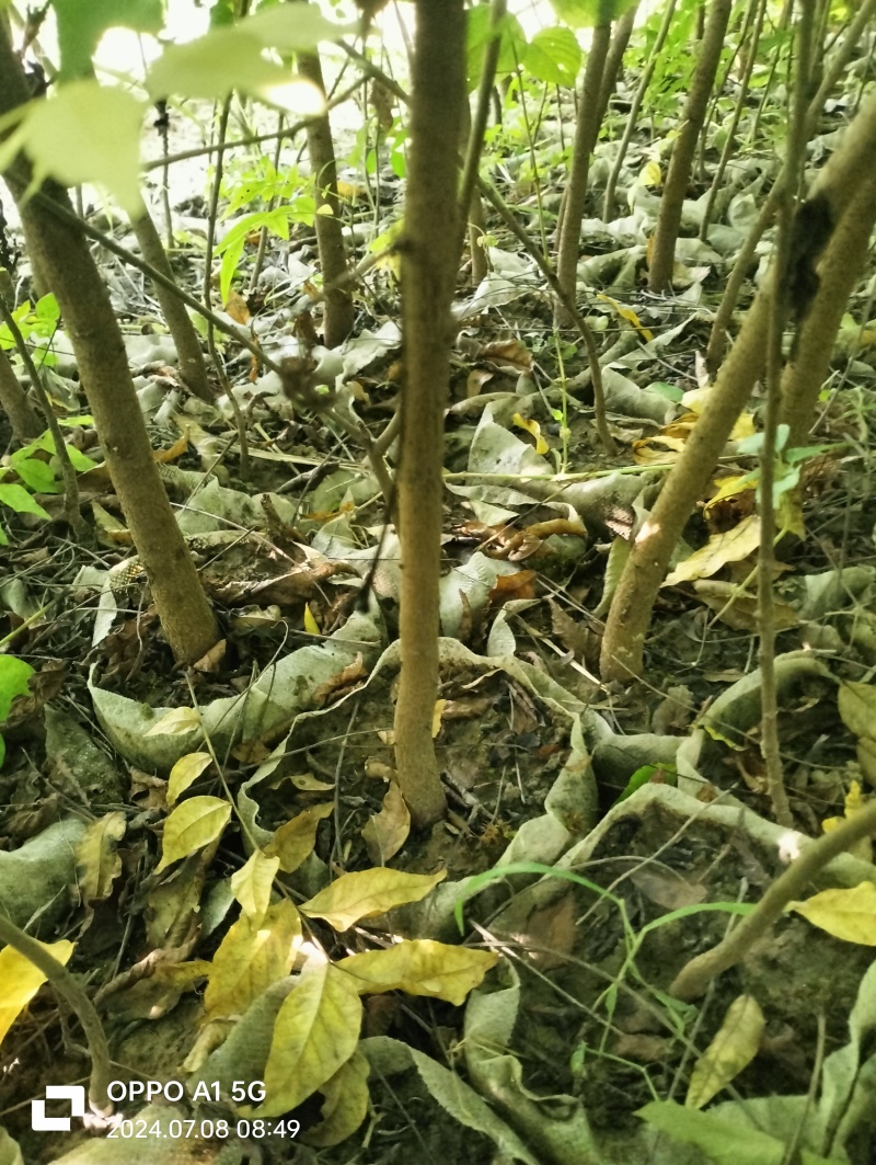 湖北黄连木小杯苗。大量有货基地发货，欢迎咨询，实地考察
