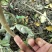湖北黄连木小杯苗。大量有货基地发货，欢迎咨询，实地考察