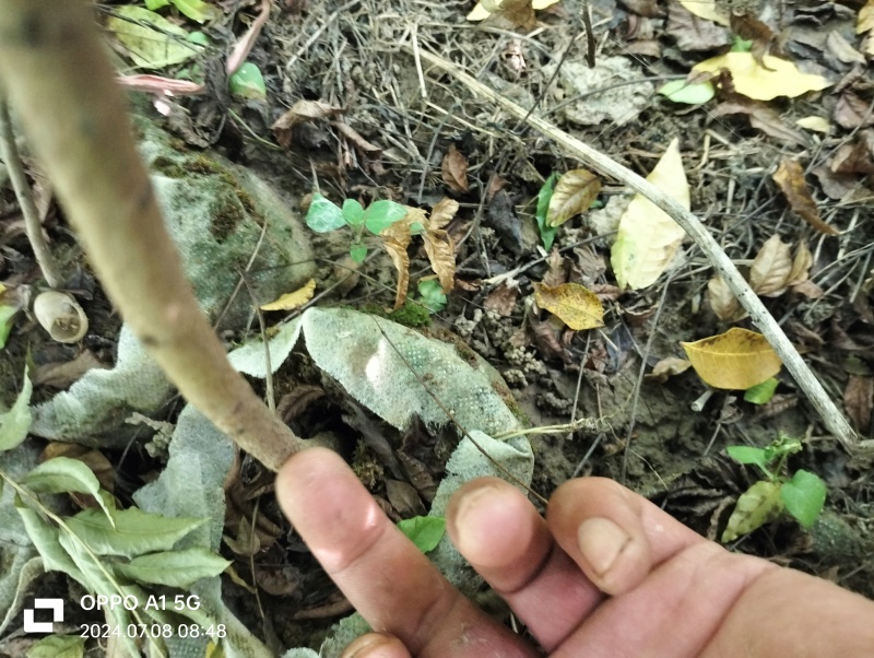湖北黄连木小杯苗。大量有货基地发货，欢迎咨询，实地考察