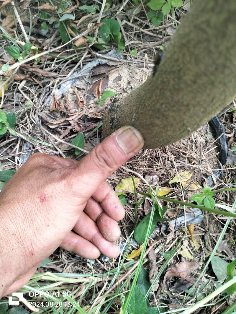 荆门黄连木大杯苗，欢迎咨询实地客户洽谈合作。