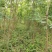 荆门黄连木大杯苗，欢迎咨询实地客户洽谈合作。