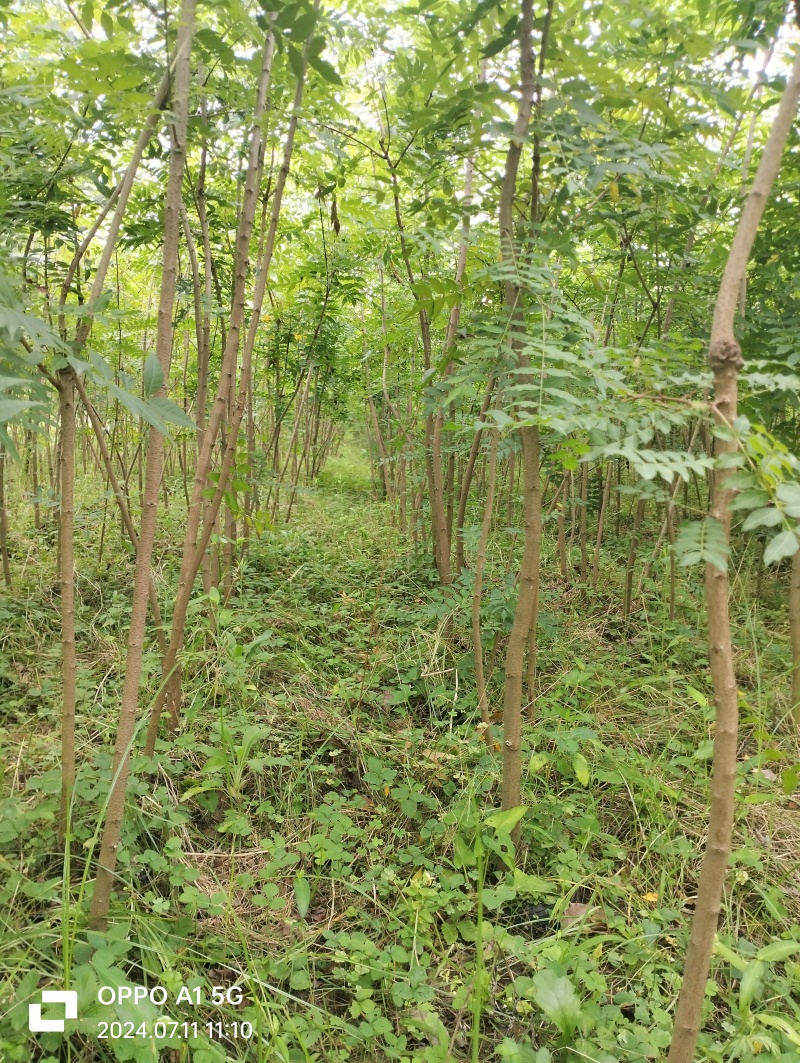 荆门黄连木大杯苗，欢迎咨询实地客户洽谈合作。