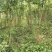 荆门黄连木大杯苗，欢迎咨询实地客户洽谈合作。