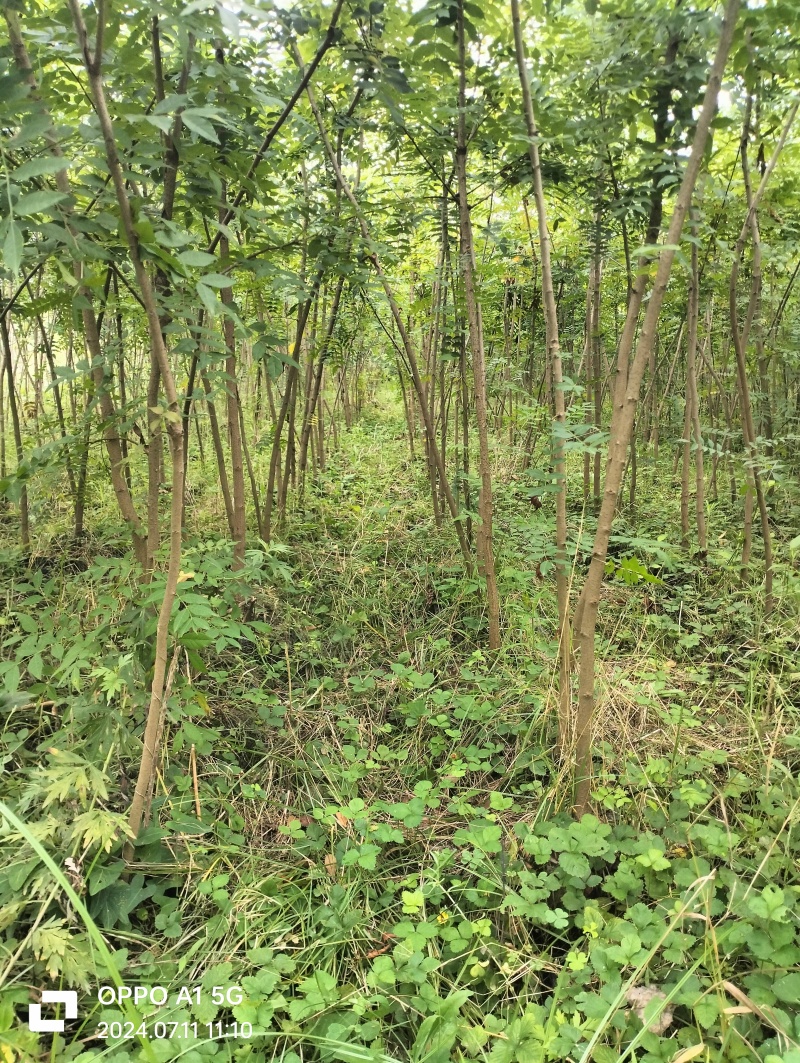 荆门黄连木大杯苗，欢迎咨询实地客户洽谈合作。