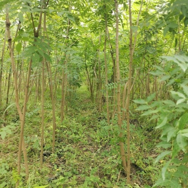 荆门黄连木大杯苗，欢迎咨询实地客户洽谈合作。