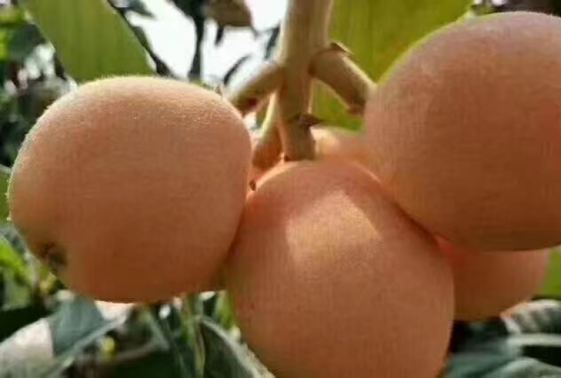 自家苗苗圃种植枇杷苗