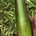 【美人茭白】浙江奉化现货供应全国接单货量大品质优按需分拣