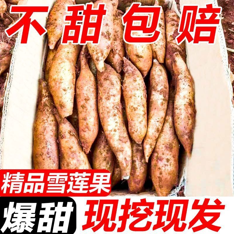现挖云南天山雪莲果红心水果新鲜当季脆甜一整箱批发一件代发