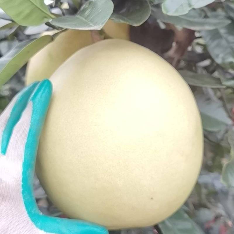 蜜柚红心白心柚产地直销大量供应皮薄个大水分足口味甜
