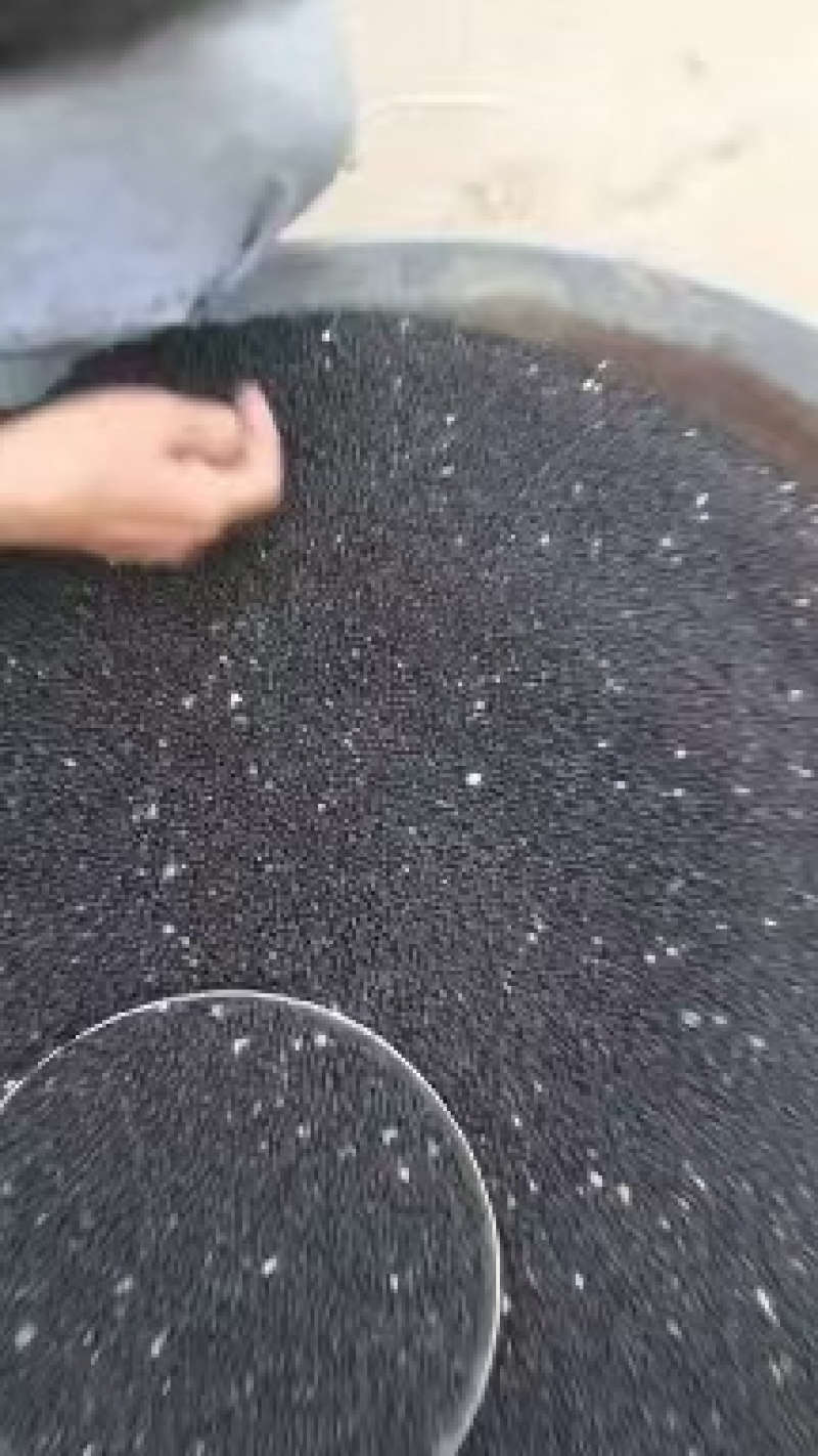 云南大天冬种子，品种纯正，发芽率95%，对接全国