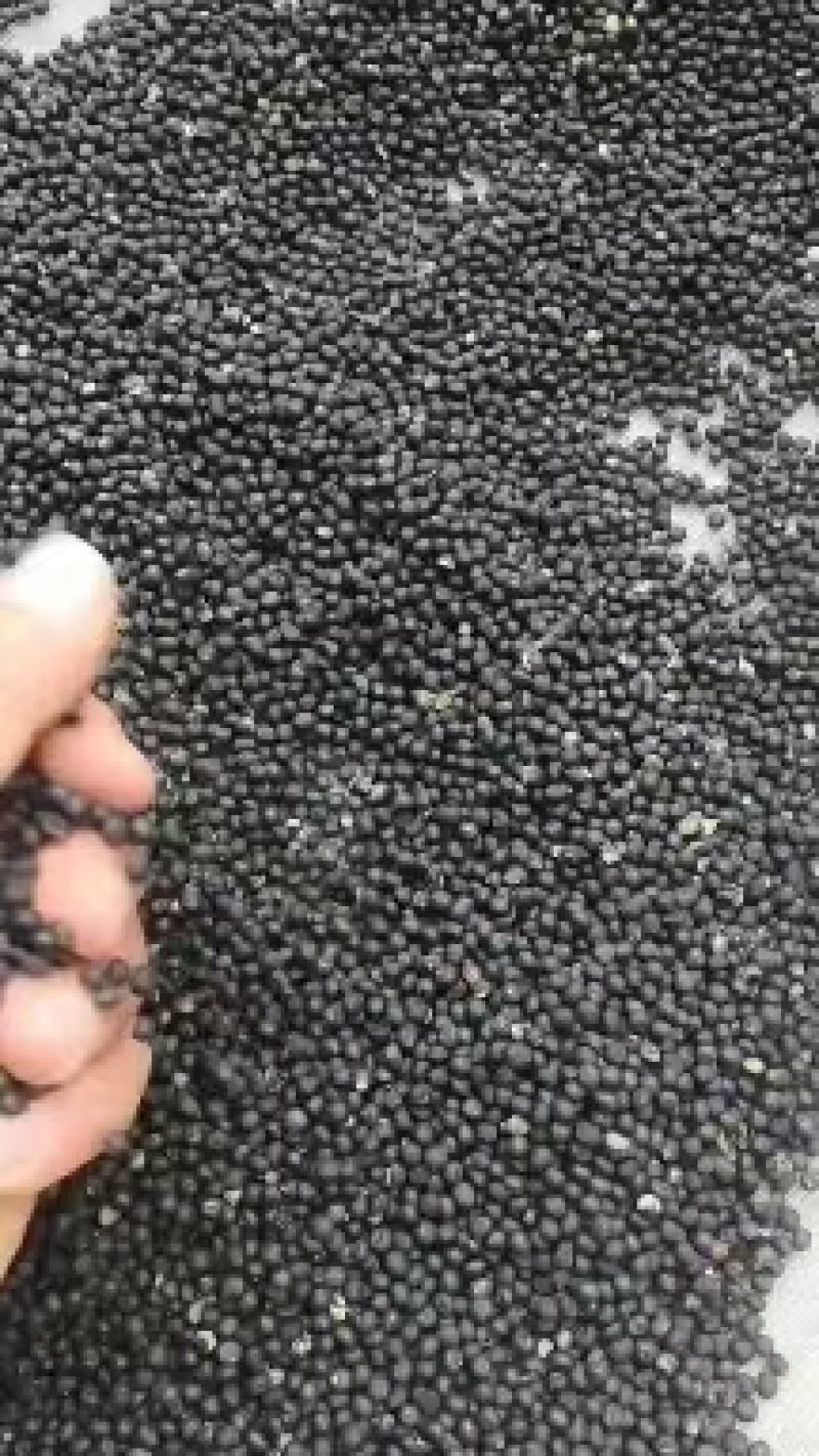 云南大天冬种子，品种纯正，发芽率95%，对接全国