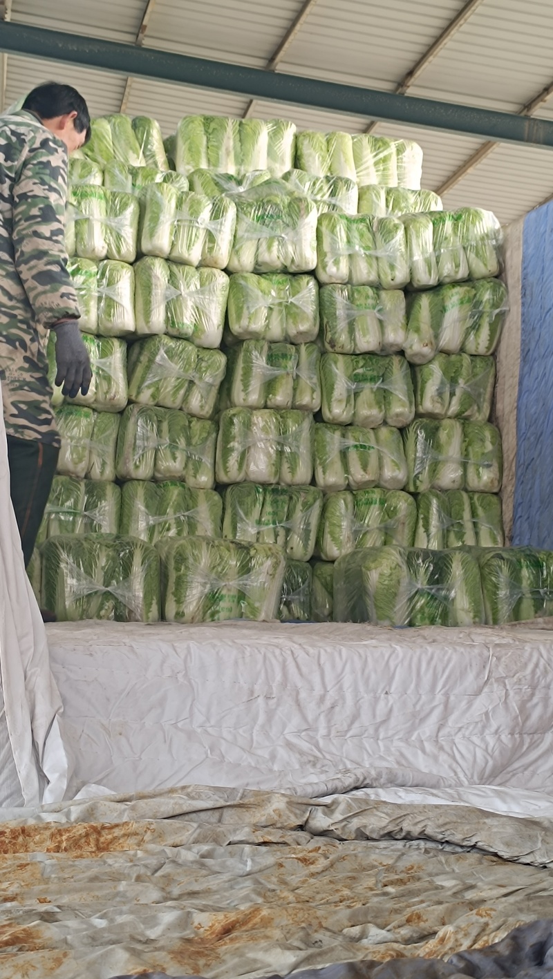 北京新三号白菜，大量供应市场，超市，加工厂，产地直发。