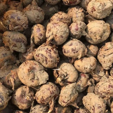实力推荐广西珍珠马蹄现挖现发对接全国欢迎咨询
