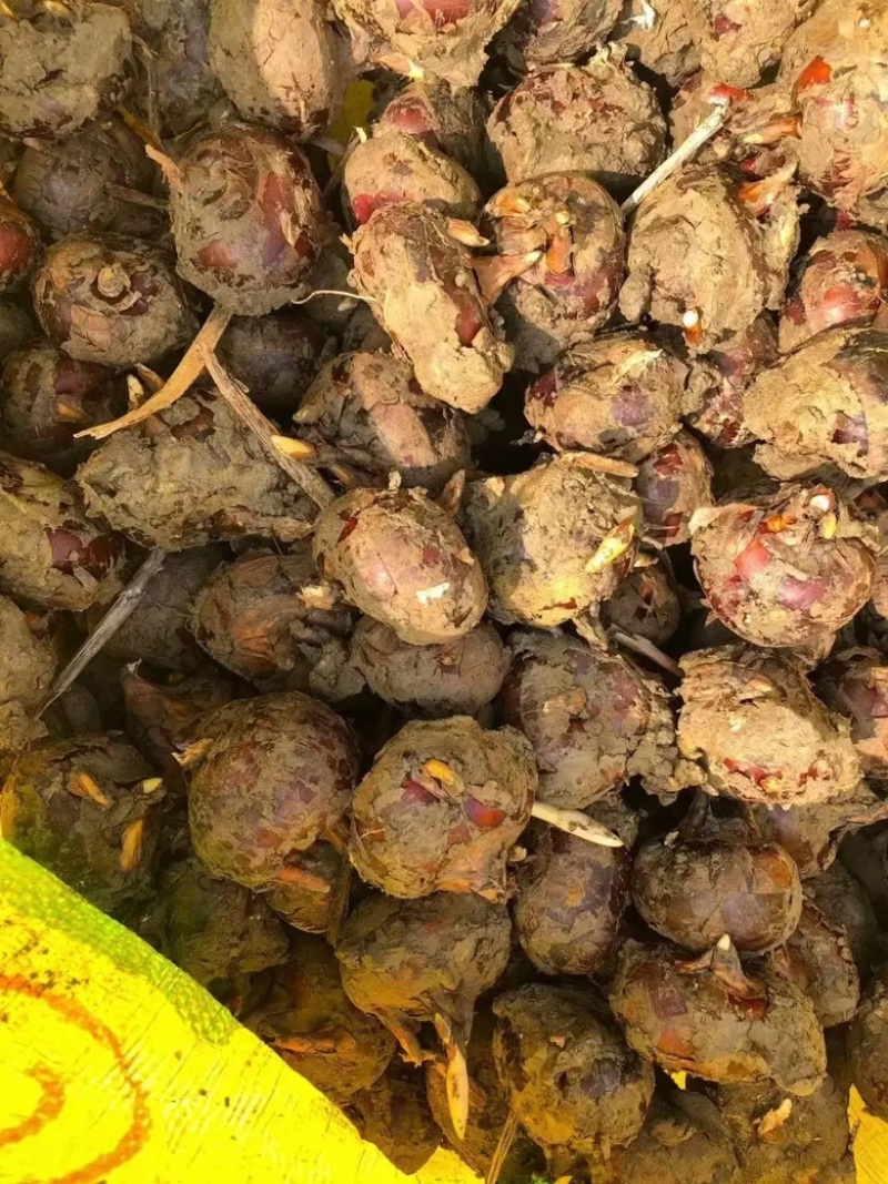 实力推荐广西珍珠马蹄现挖现发对接全国欢迎咨询