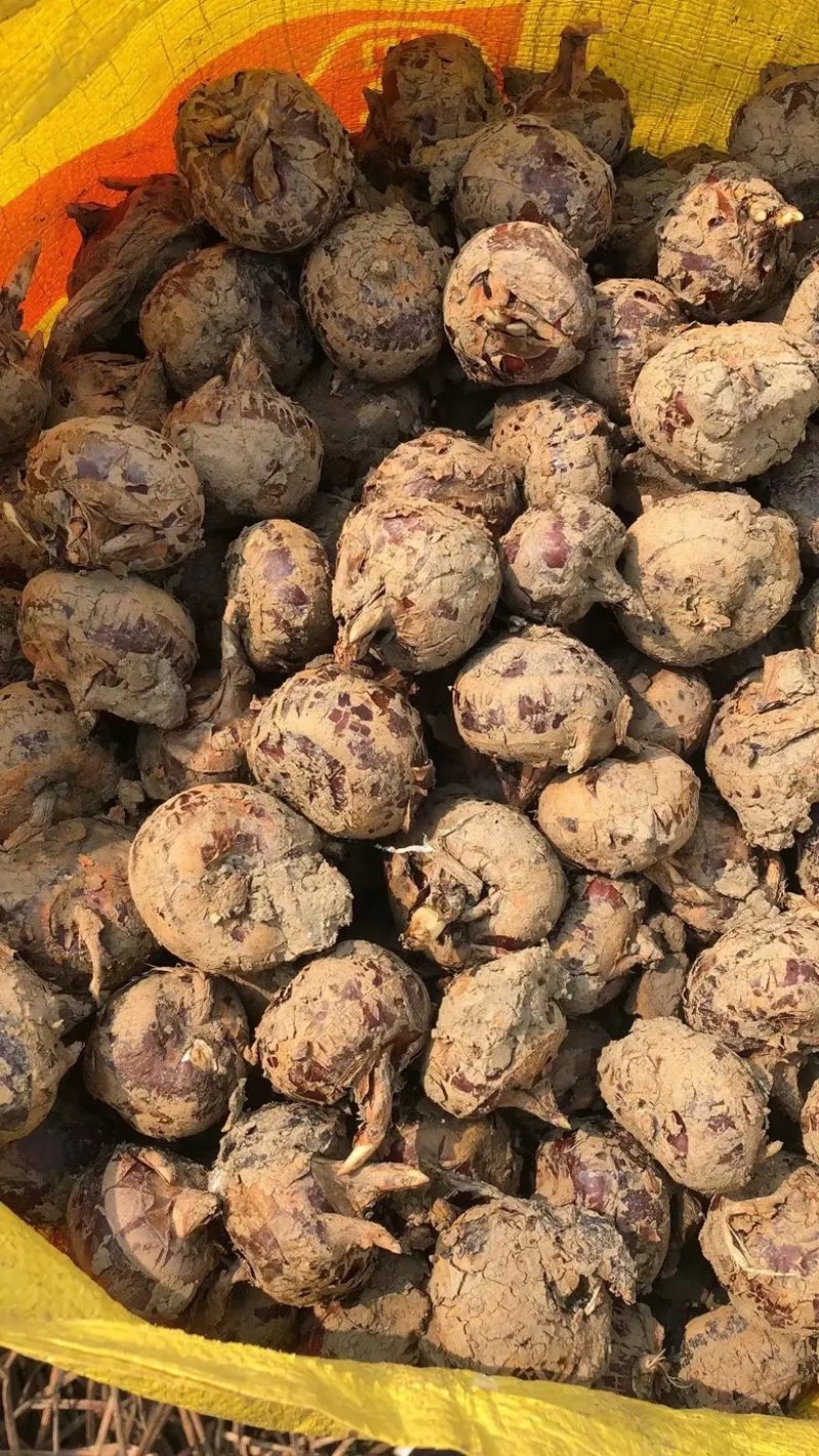 实力推荐广西珍珠马蹄现挖现发对接全国欢迎咨询