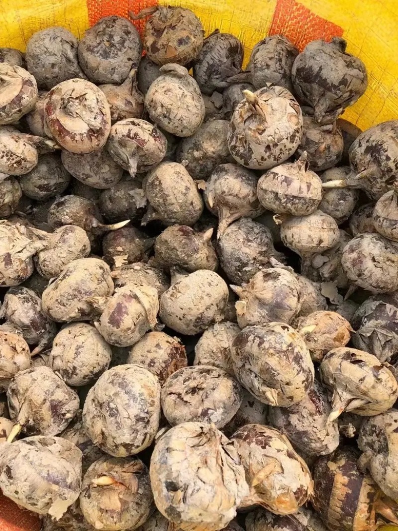 实力推荐广西珍珠马蹄现挖现发对接全国欢迎咨询