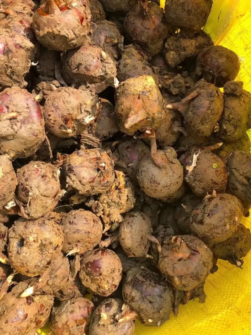 实力推荐广西珍珠马蹄现挖现发对接全国欢迎咨询