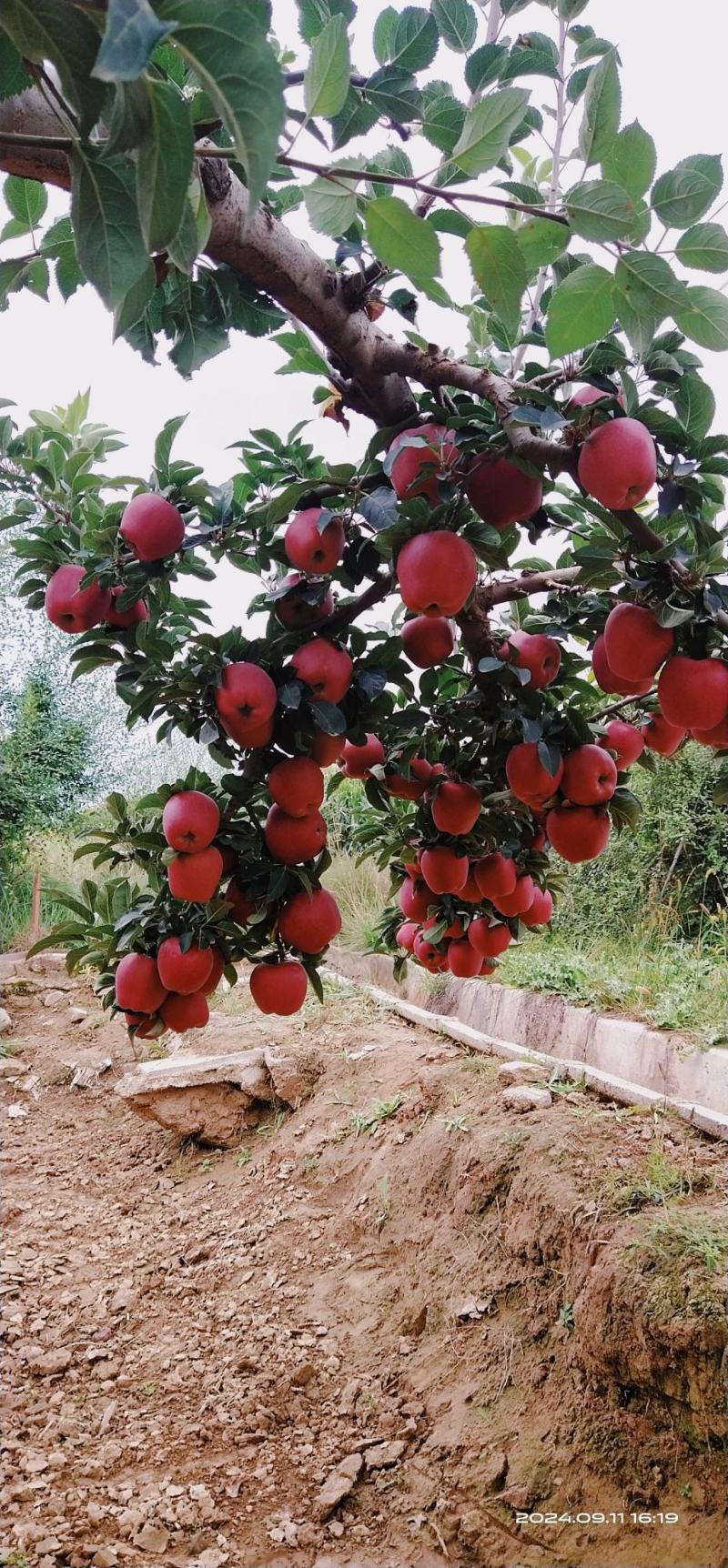 红星苹果产区直供货源充足视频量大从优全国发货