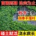 爬山虎苗爬藤植物三叶五叶地锦爬山虎苗批发耐寒遮阳山