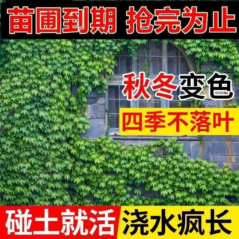 爬山虎苗爬藤植物三叶五叶地锦爬山虎苗批发耐寒遮阳山