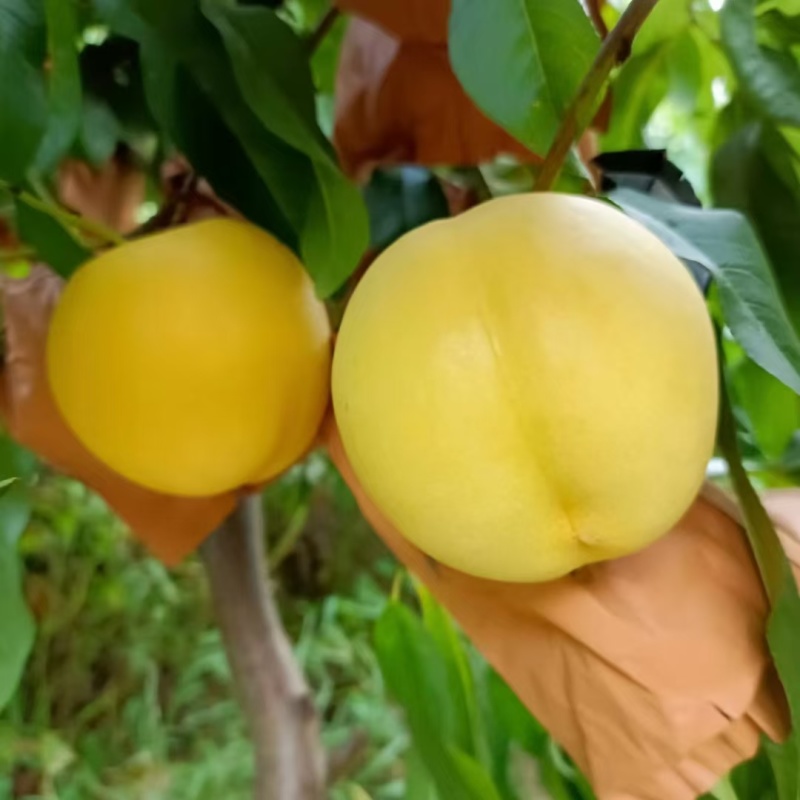万寿红