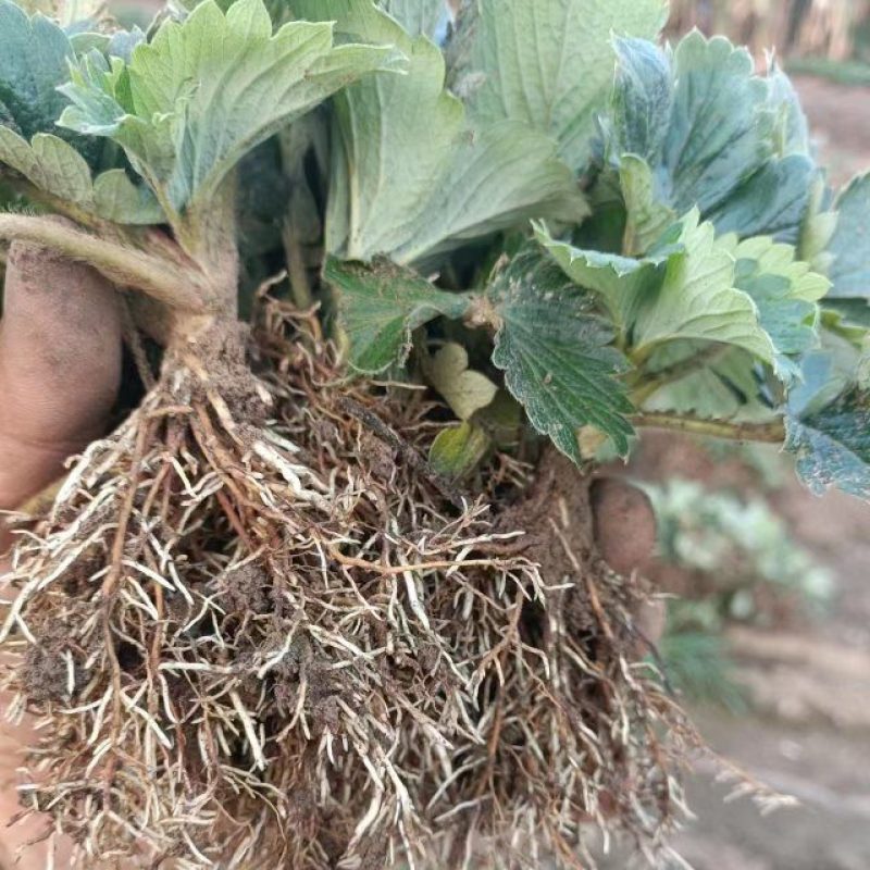种植基地现挖现卖脱毒草莓苗章姬红颜宁玉妙三妙七随株