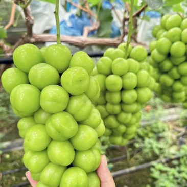 阳光玫瑰优质货云南纯香