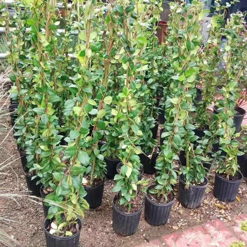 风车茉莉爬藤植物浓香型盆栽大苗耐寒拱门阳台