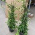 风车茉莉爬藤植物浓香型盆栽大苗耐寒拱门阳台