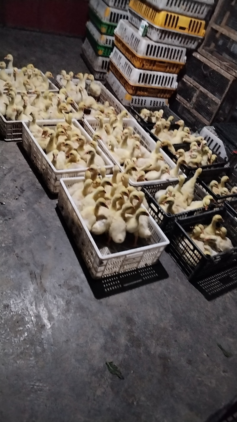 正宗大三花鹅苗，出壳苗，脱温苗都可供应欢迎选购