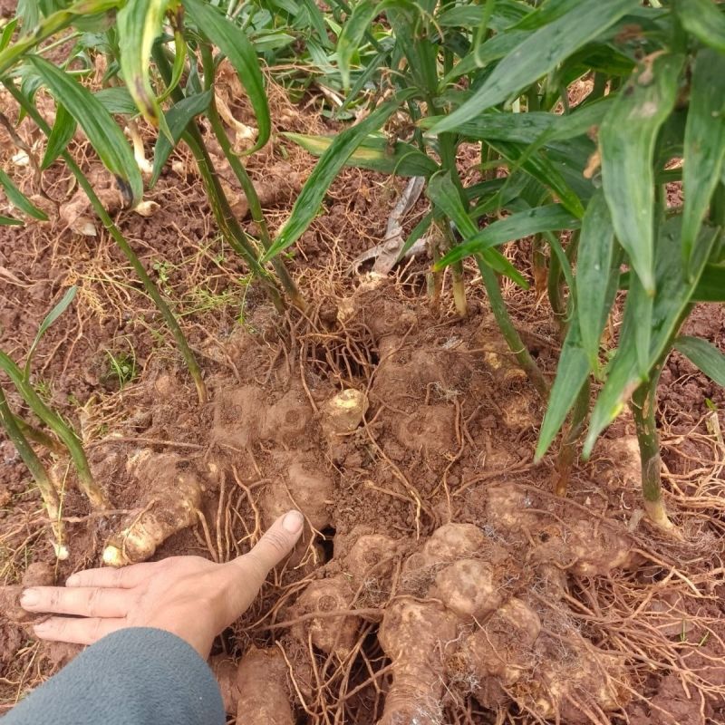 贵州黄精甜黄精产地直发质量保证诚信经营量大从优